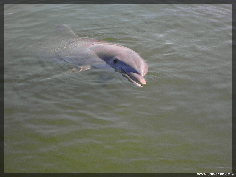 DolphinResearch_05