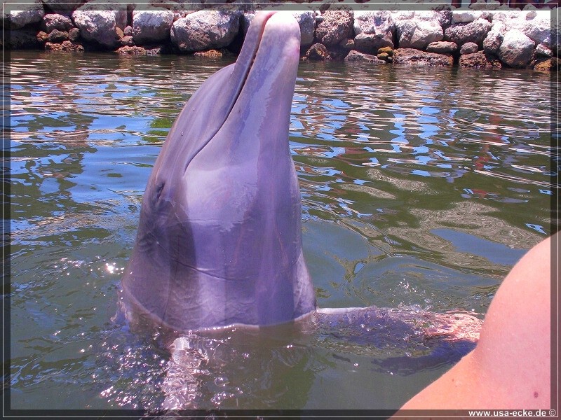 DolphinResearch_22