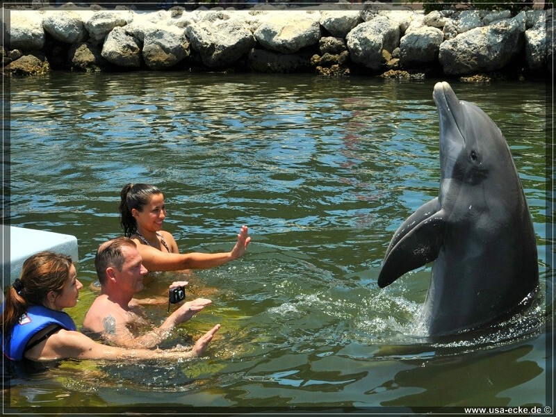 DolphinResearch_42