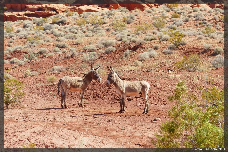 Gold_Butte_2024_018