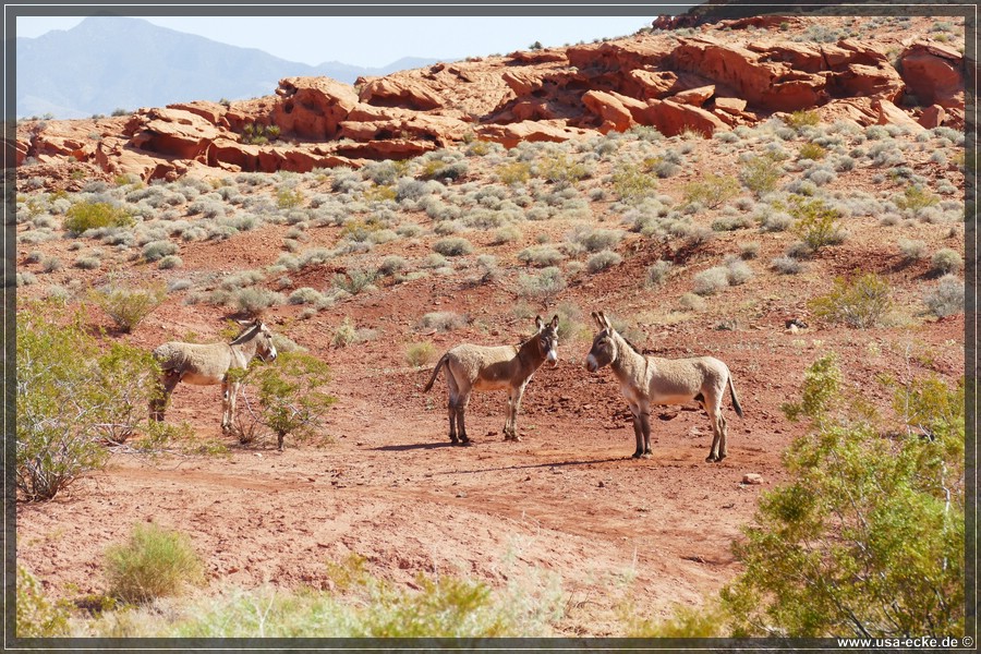 Gold_Butte_2024_019